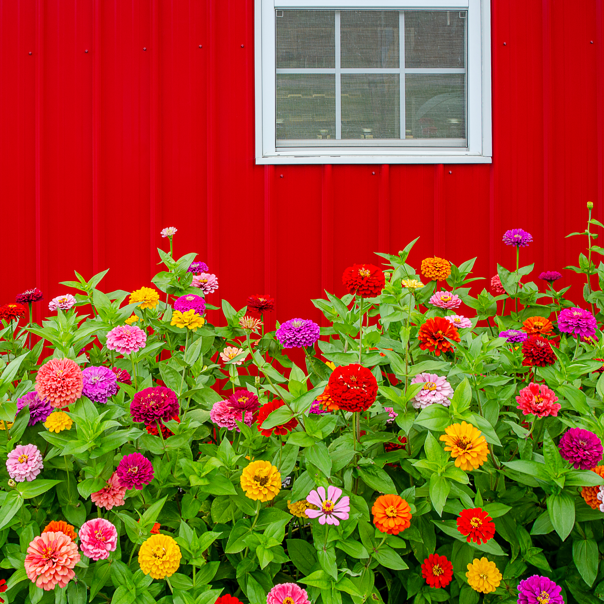 zinnias in front of barn