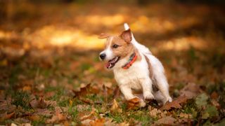 Jack Russell Terrier running around in autumn leaves