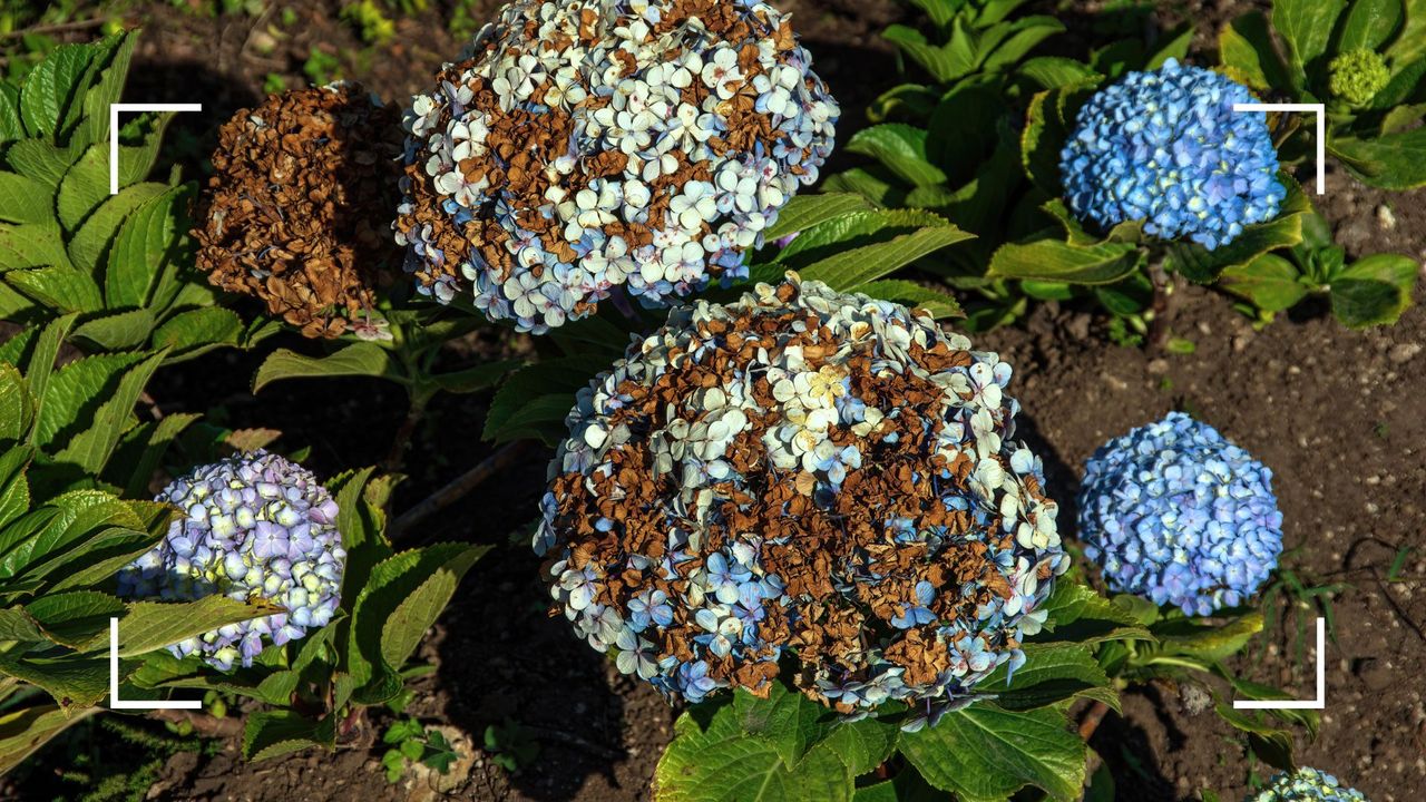 picture of hydrangea flowers turning brown in garden