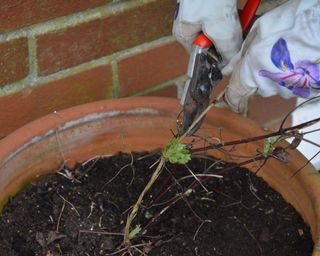 Pruning clematis with secateurs