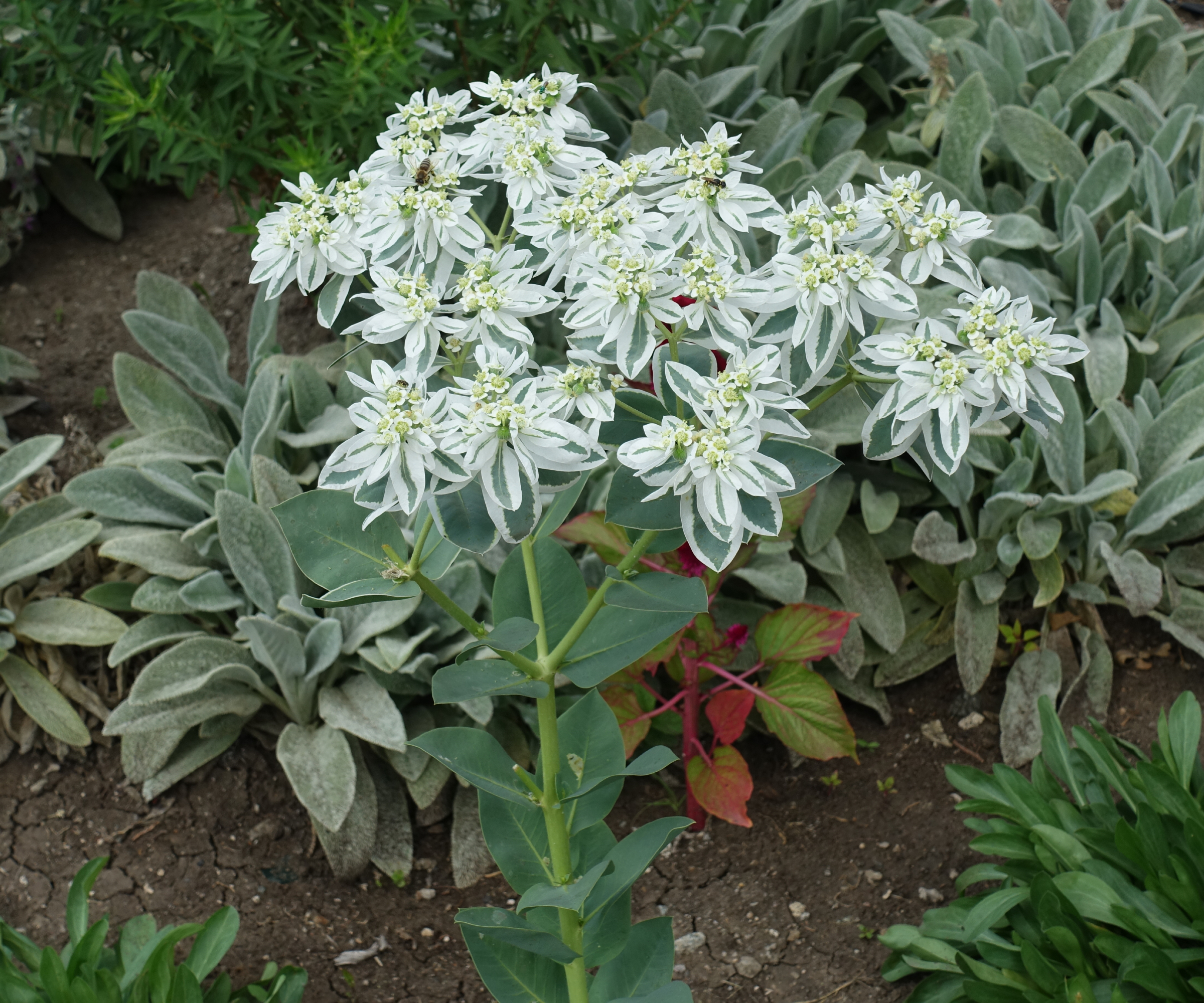 Tall plant with white and green leaves