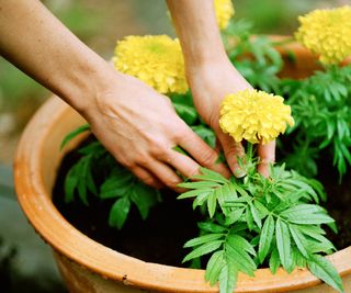 Gardener plants yellow marigolds in pot