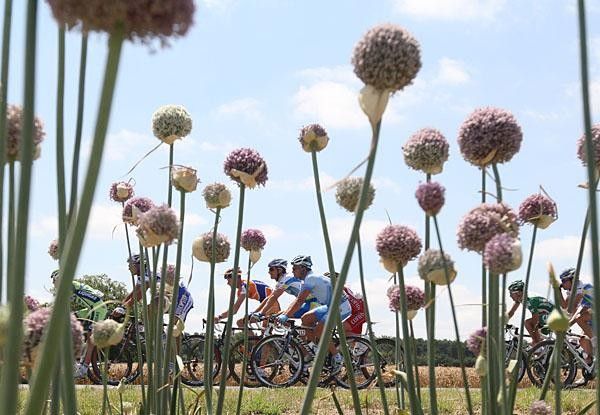 The riders pass through fields of flowers but not the usual sunflowers.