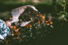 a trowel with soil and coffee grounds over a flowering plant