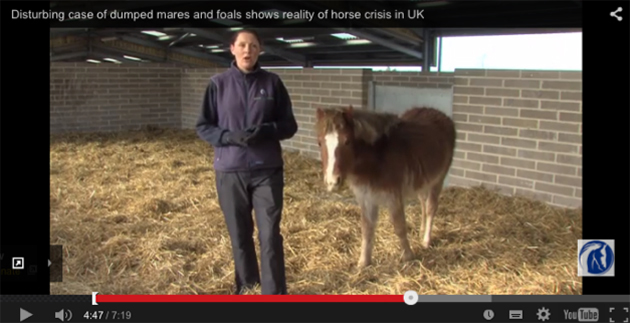 dumped horses