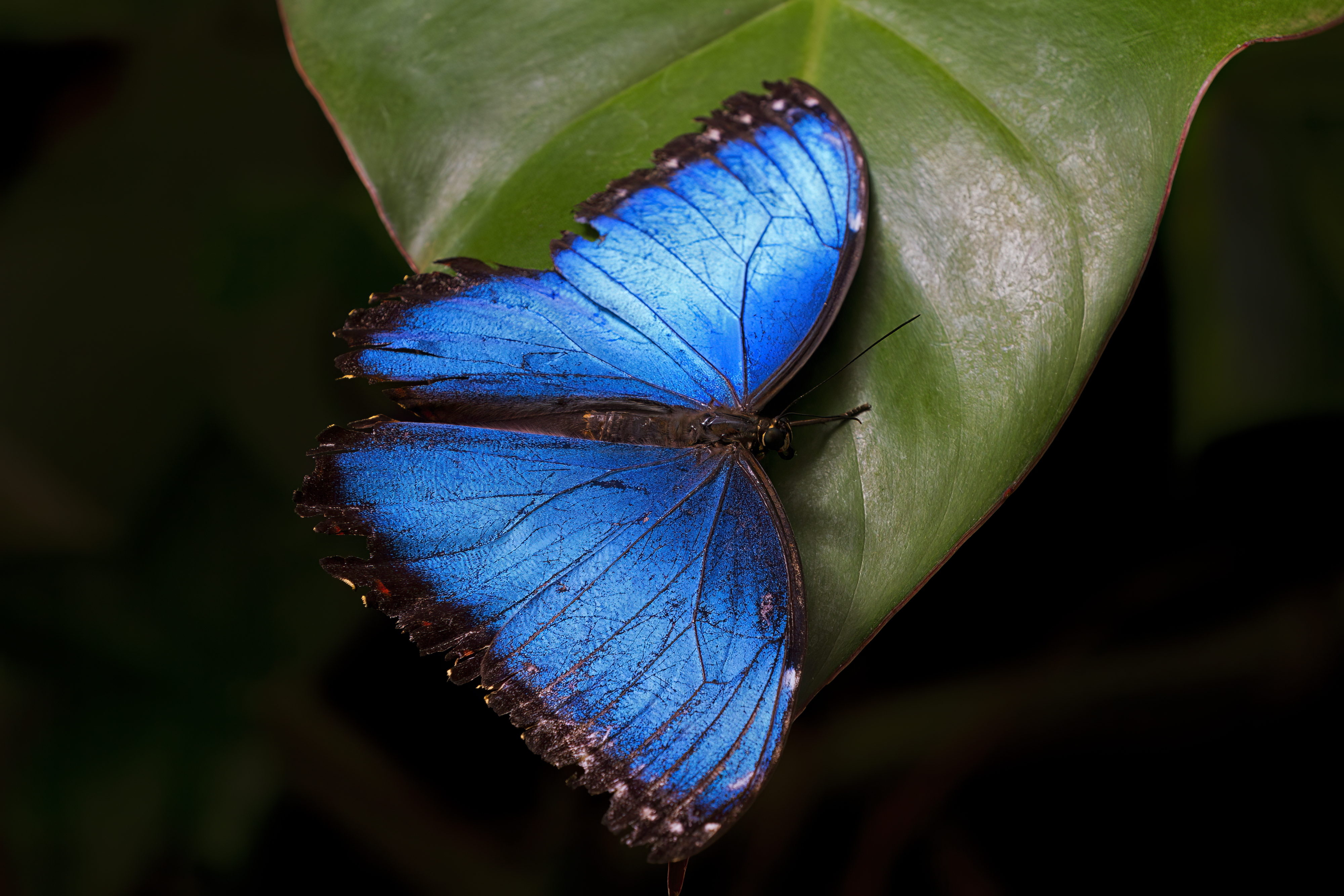 A peleides blue morpho butterfly in costa rica