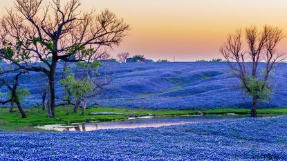A feild of bluebonnet flowers in texas with a leafless tree and an orange sunset