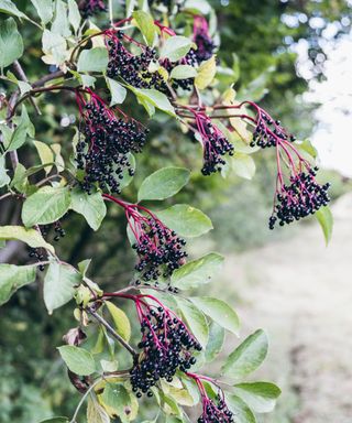 trees with berries elderberry clusters on elderberry tree