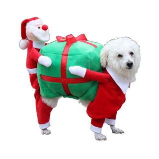 dog Christmas outfit