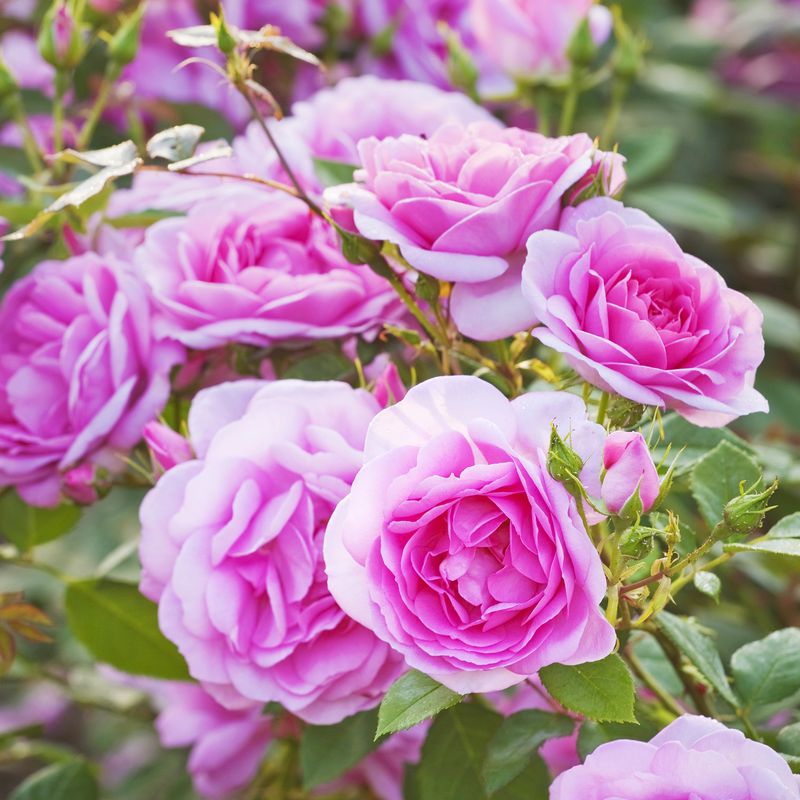 Tips & Information about Roses Gardening