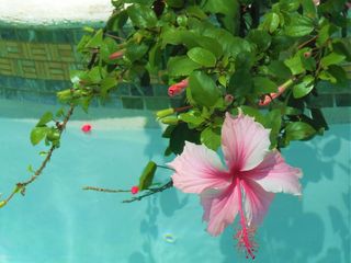 pool with hibiscus flowers