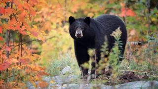 Black bear with fall leaves in Canadian forest