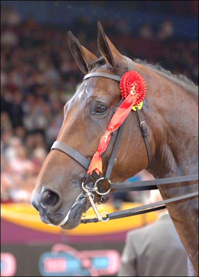 shprinciplepartnerbdmain.jpg