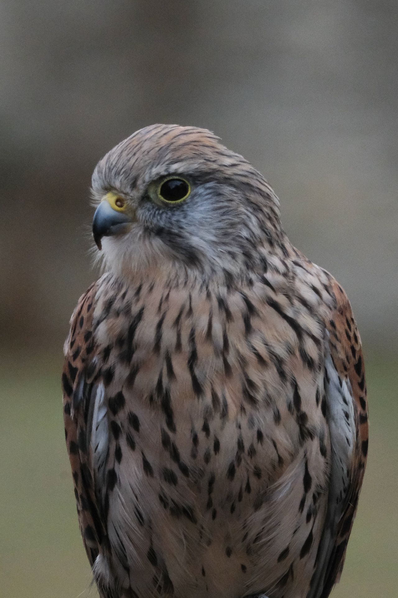 A photo of a bird of prey captured using a Fujifilm X-H2S and XF 400mm F4.5 R LM OIS WR telephoto lens