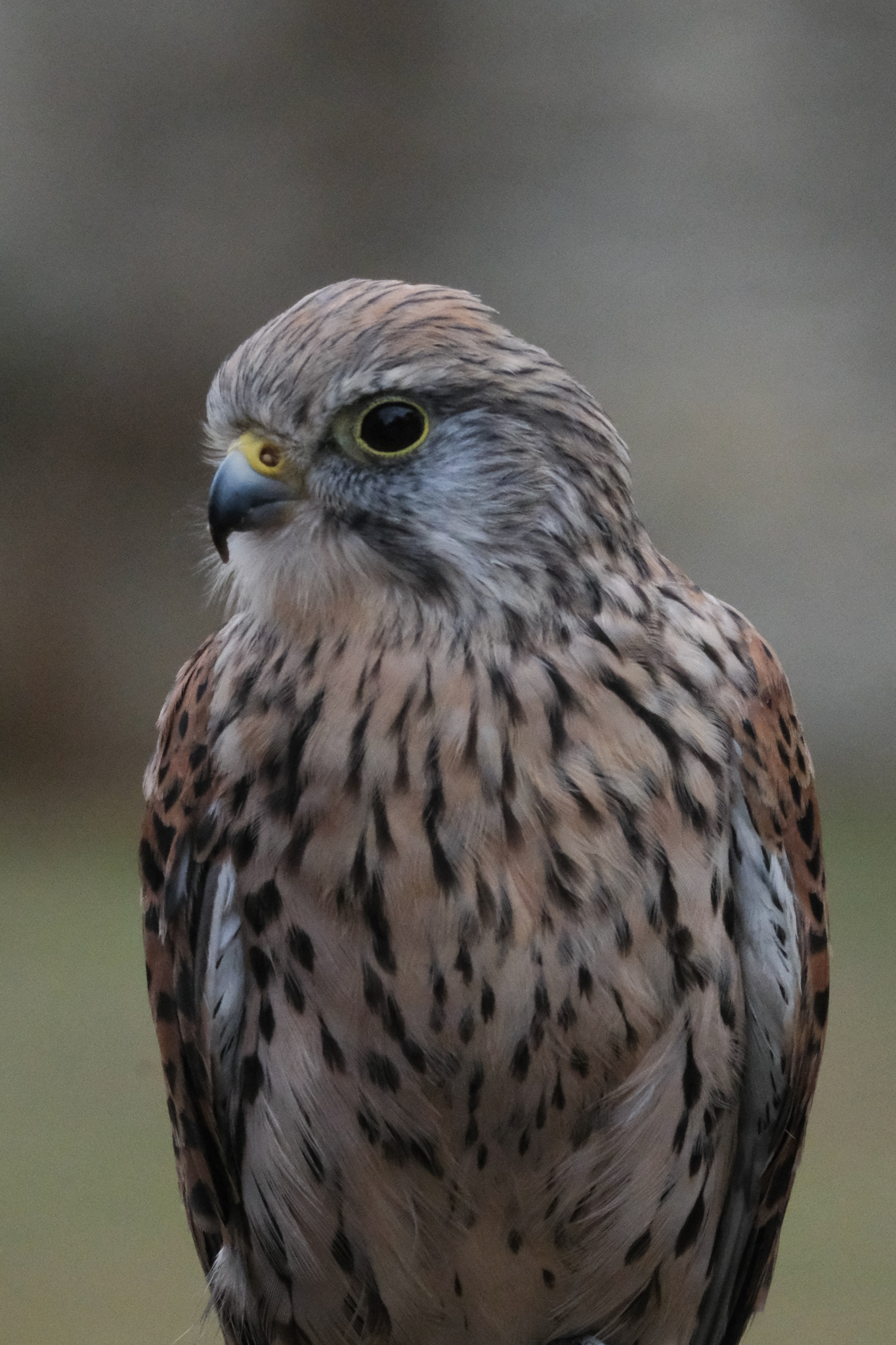 A photo of a bird of prey captured using a Fujifilm X-H2S and XF 400mm F4.5 R LM OIS WR telephoto lens