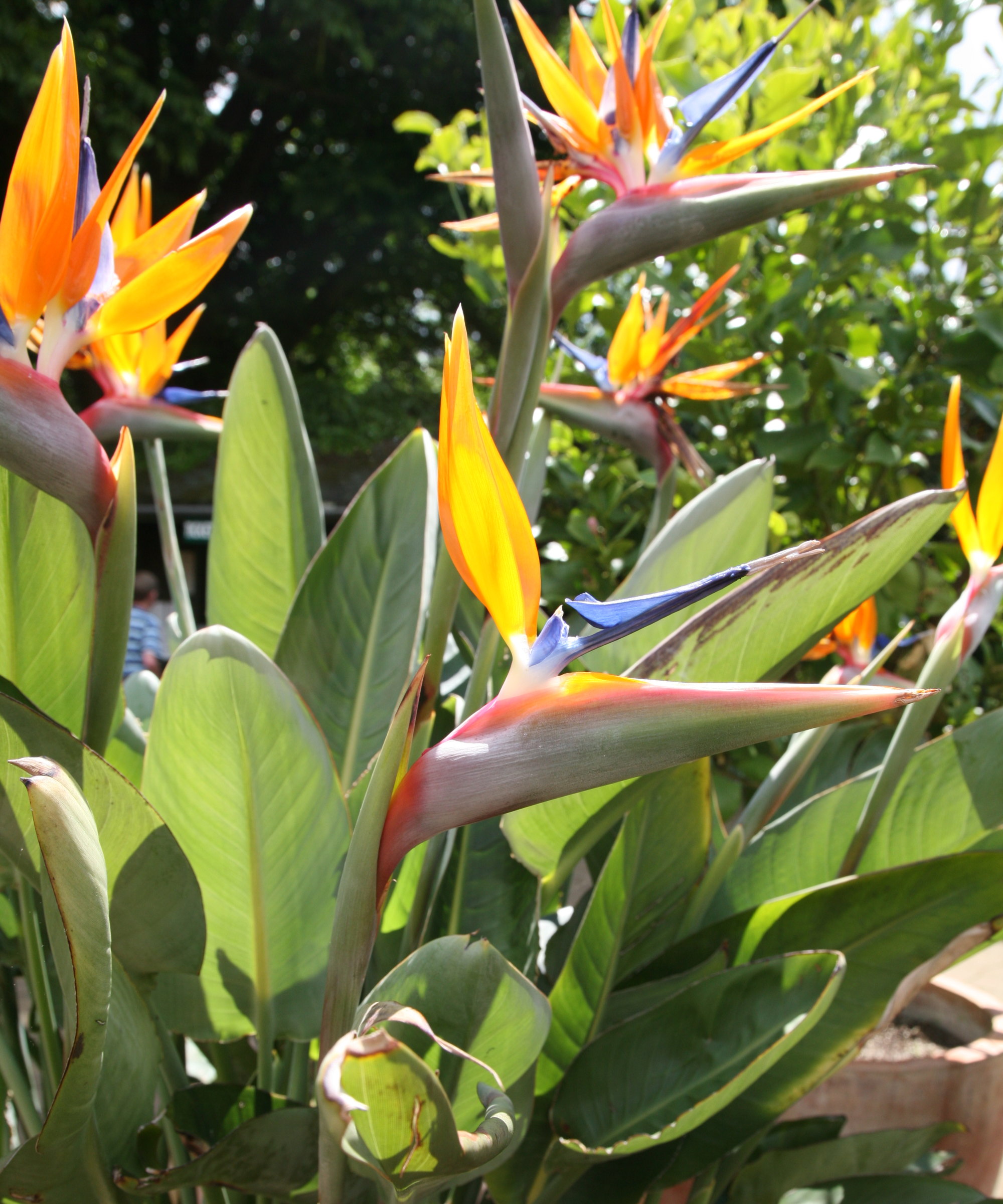 Orange bird of paradise plants blooming in the sunshine