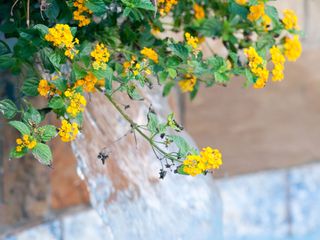 yellow lantana flowers and fountain