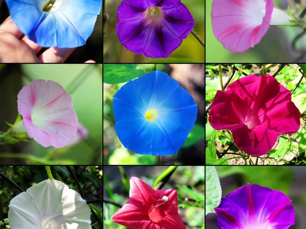 Colorful Morning Glory Varieties