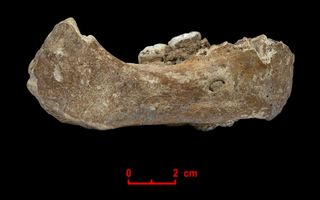 The Xiahe mandible, only represented by its right half, was found in 1980 in Baishiya Karst Cave.