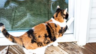 cat knocking at door