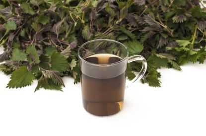 nettle tea