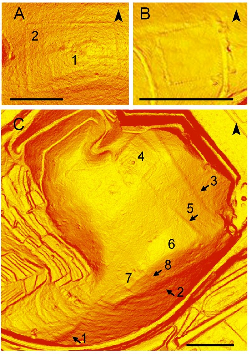 lidar image of oldest known roman military camp