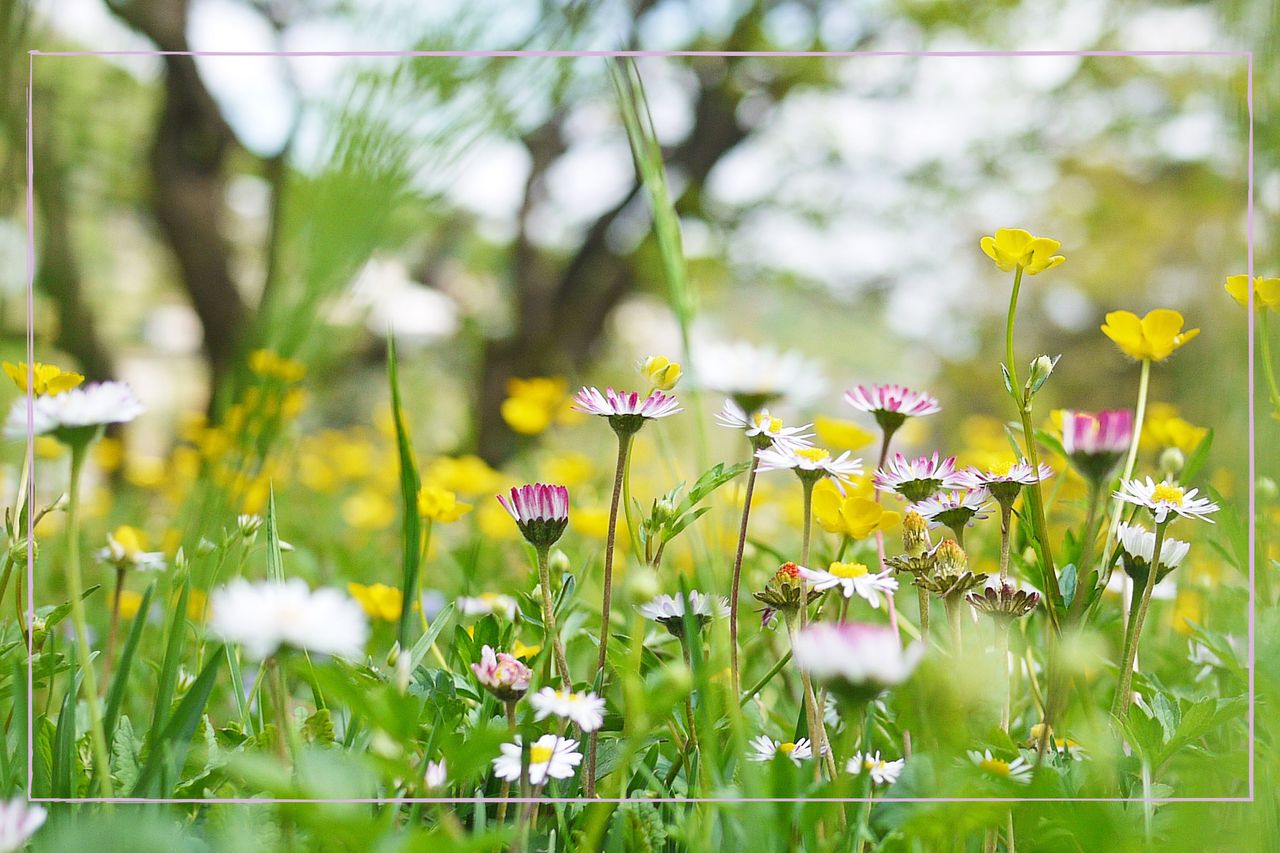 A close up of daisies in some grass