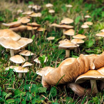 mushrooms growing on garden lawn
