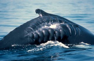 Whale with propeller wound