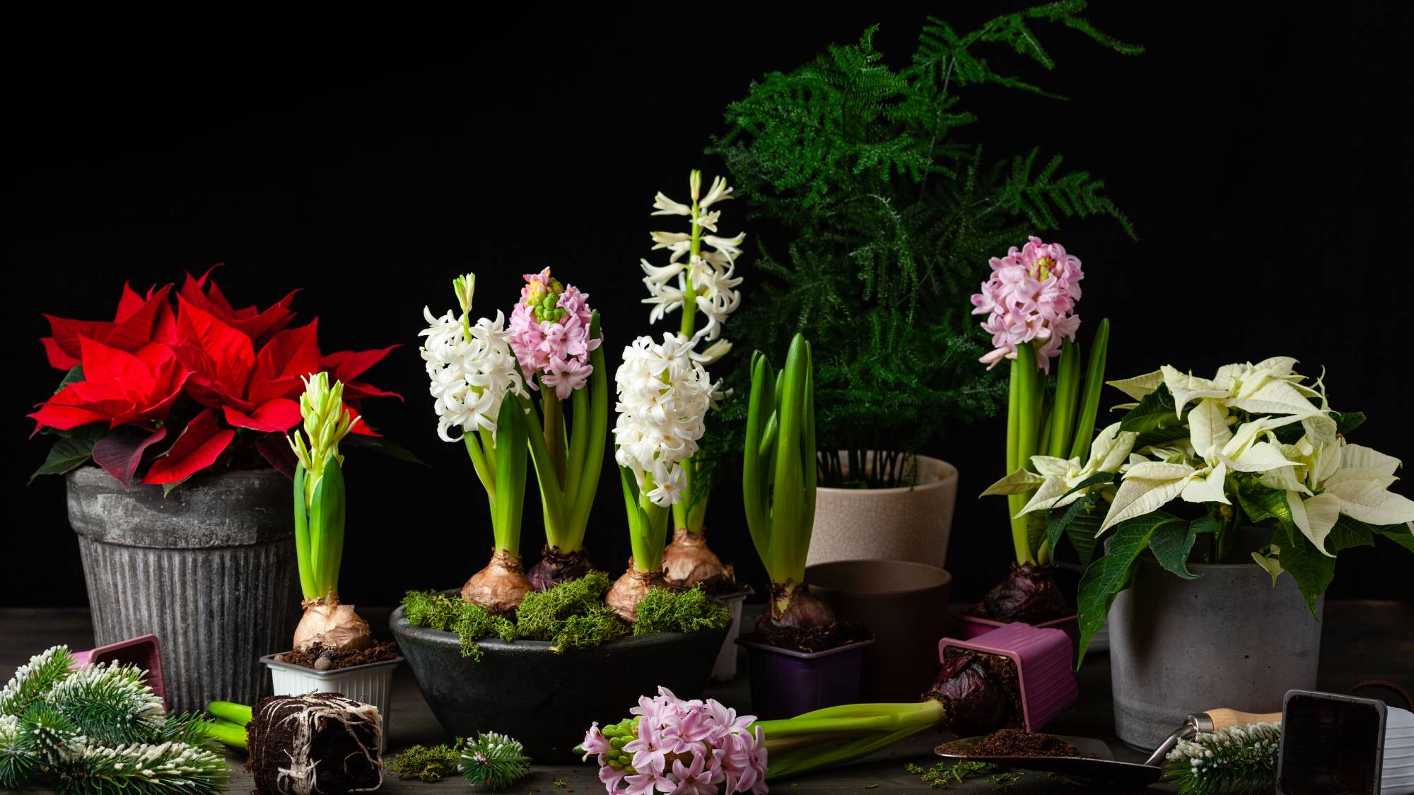 Hyacinths for Christmas and ponsettia
