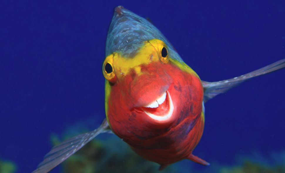 comedy-wildlife-photorgapher-awards-2020-finalisten