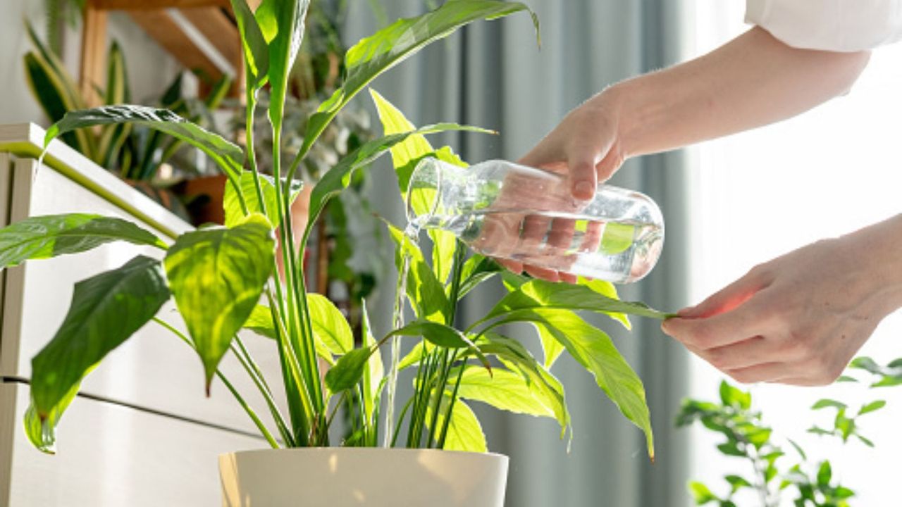 Woman sprays plants in flower pots at home