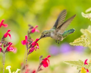 a hummingbird feeding on flowers