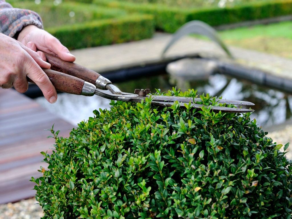 Pruning Boxwood Shrubs And The Best Time To Trim Boxwoods Gardening Know How 7201