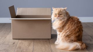 Longhaired orange cat sitting in front of an open cardboard box looking unimpressed