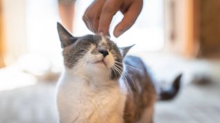 Image of hand petting top of cats head