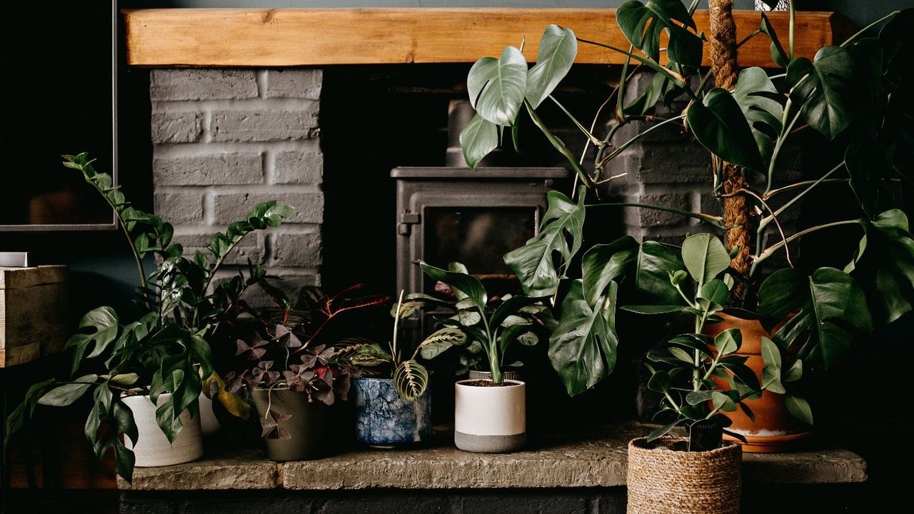 A collection of houseplants in front of a stove burner