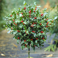 Pair of Standard Holly Trees with Gold Planters | £74.96 £49.96