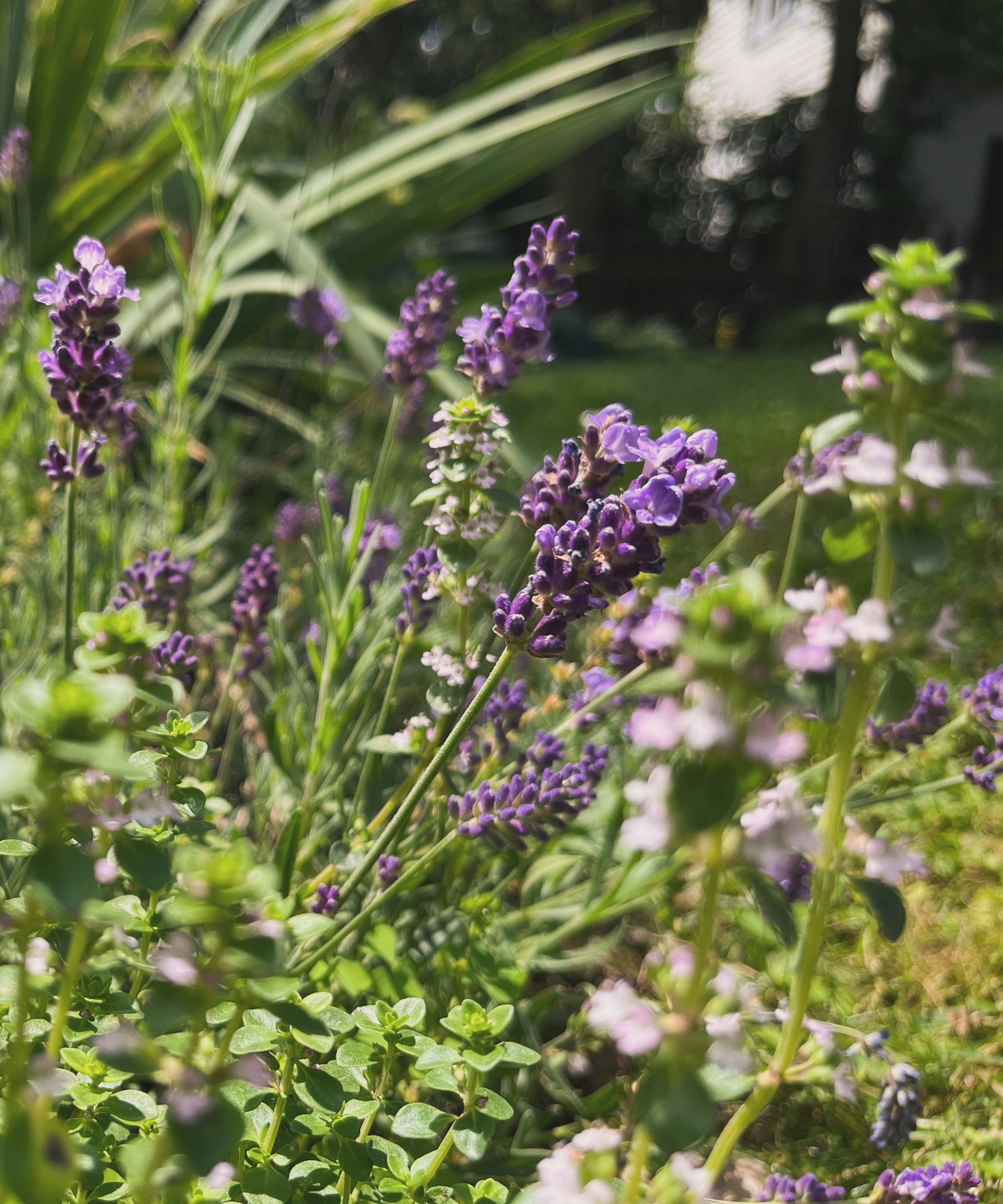 Lavender and thyme
