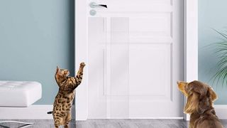 Cat scratching anti-scratch cat pad on door