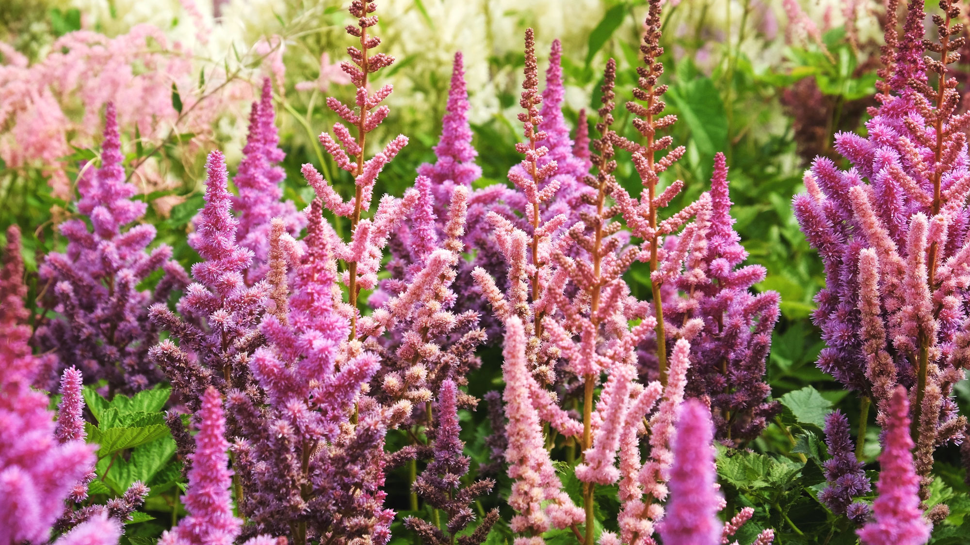 astilbe plants with mixed color flower heads