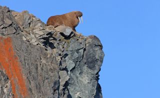 A Pacific walrus rests at the top of steep cliffs in Russia.