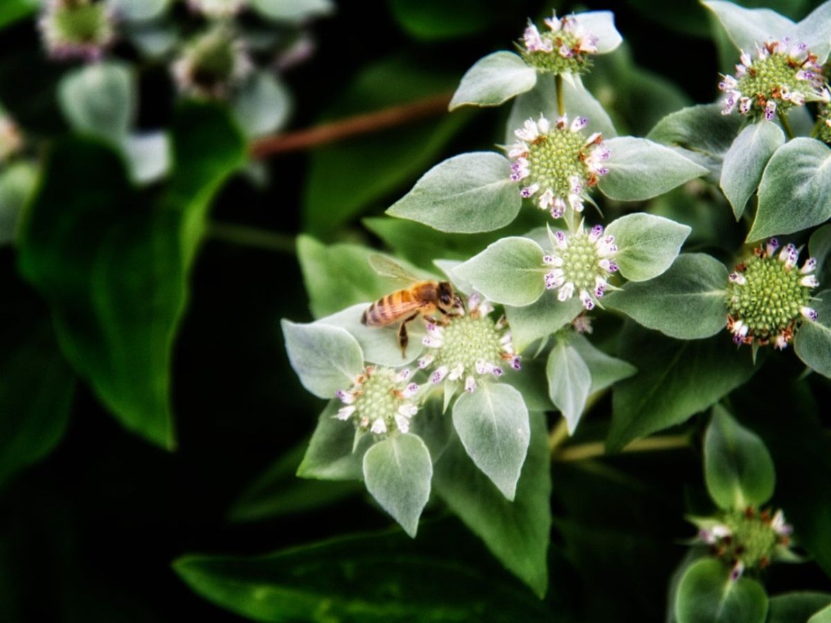 Mountain mint. Горная мята. Горная мята Аратан.