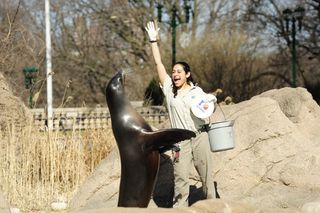 Zookeeper Cindy Maur trains a sea lion at the Wildlife Conservation Society's Bronx Zoo.