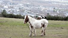 alamy-fly-grazing.jpg