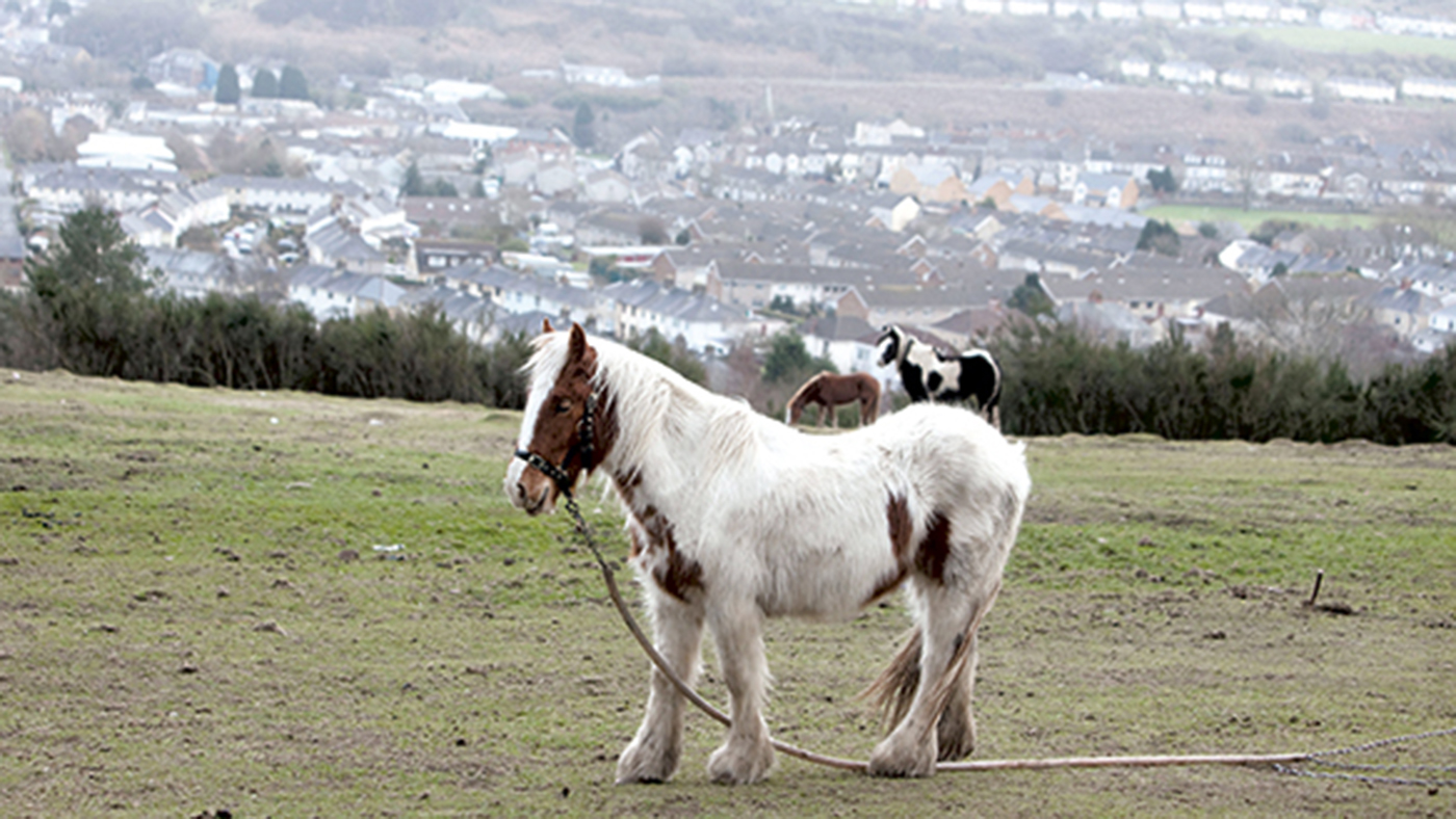 alamy-fly-grazing.jpg