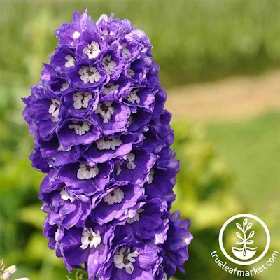 Delphinium Seeds - Magic Fountains Series