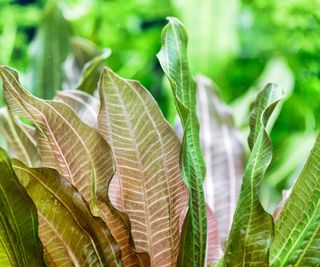 Vallisneria with green and red leaves