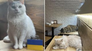 Ukrainian cat café stays open
