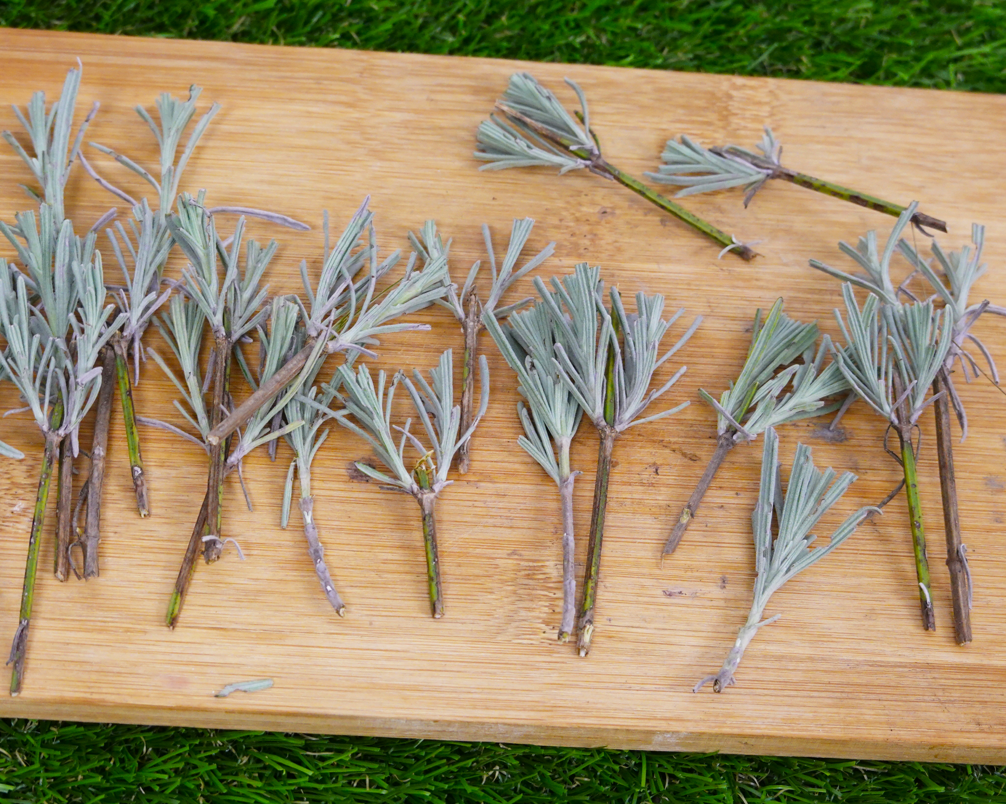 Lavender cuttings ready for planting